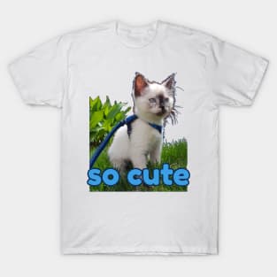 burmese little kitten, tortie T-Shirt